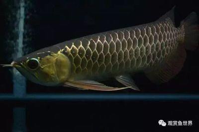 龍魚治療溫度多少合適呢：龍魚治療期間水溫控制需要根據年齡和具體情況來決定