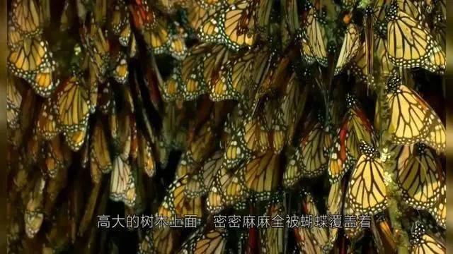 有哪些專業的攝影論壇可以參考？