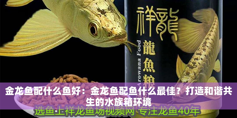 金龍魚配什么魚好：金龍魚配魚什么最佳？打造和諧共生的水族箱環境