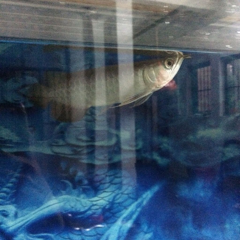 金龍魚不吃東西趴缸：金龍魚趴缸不吃東西怎么辦