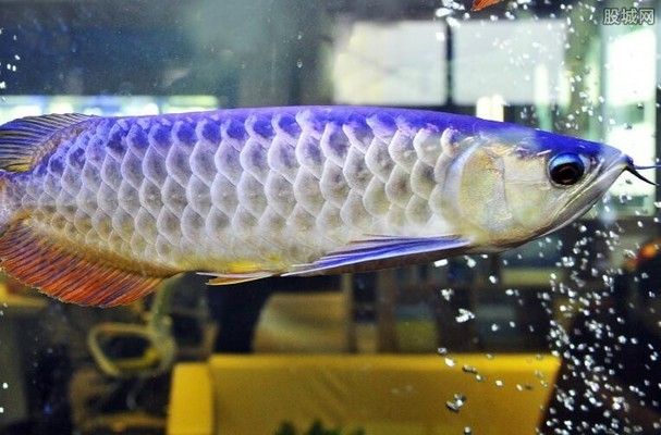 金龍魚大概多少錢一條 金龍魚大概多少錢一條 龍魚百科 第2張