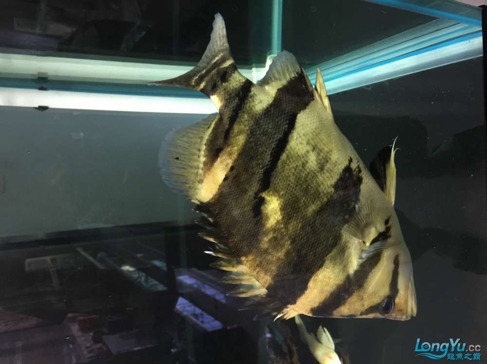深圳魚友價出售35公分三紋印尼虎 深圳魚友價出售35公分三紋印尼虎 龍魚百科 第3張