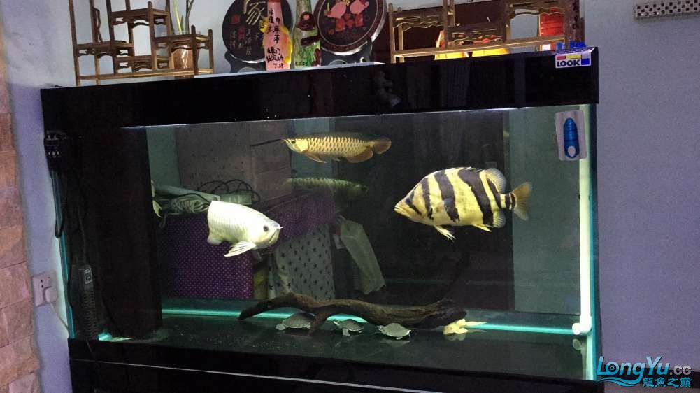 深圳魚友價出售35公分三紋印尼虎 深圳魚友價出售35公分三紋印尼虎 龍魚百科 第2張