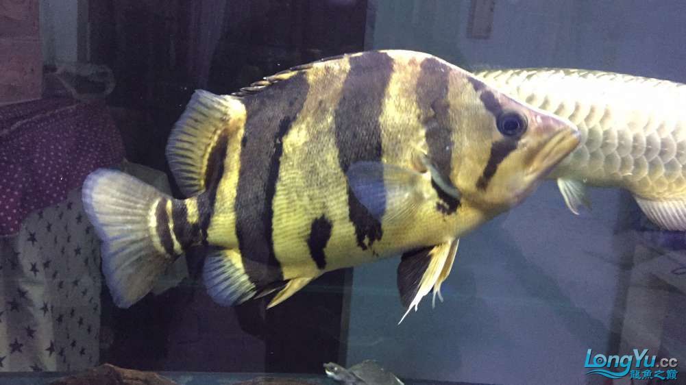 深圳魚友價出售35公分三紋印尼虎 深圳魚友價出售35公分三紋印尼虎 龍魚百科 第1張
