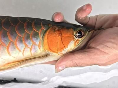 龍魚蒙眼照片真實高清：關于龍魚蒙眼的高清照片