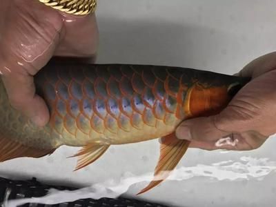 龍魚蒙眼照片真實高清：關于龍魚蒙眼的高清照片