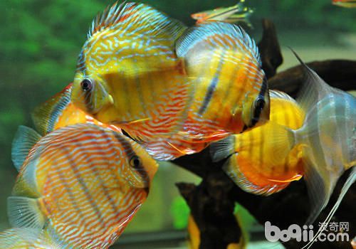 七彩魚可以和龍魚混養(yǎng)嗎:七彩魚可以和龍魚混養(yǎng)嗎七彩魚可以和龍魚混養(yǎng)嗎 龍魚百科 第1張 七彩魚可以和龍魚混養(yǎng)嗎:七彩魚可以和龍魚混養(yǎng)嗎七彩魚可以和龍魚混養(yǎng)嗎 七彩魚可以和龍魚混養(yǎng)嗎:七彩魚可以和龍魚混養(yǎng)嗎七彩魚可以和龍魚混養(yǎng)嗎 龍魚百科 第1張