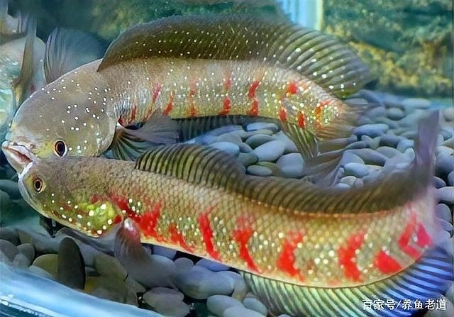 龍魚和汗鯊混養