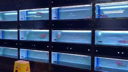 紅龍魚漁場排名:印尼紅龍魚漁場排名 龍魚百科 第2張 紅龍魚漁場排名:印尼紅龍魚漁場排名 紅龍魚漁場排名:印尼紅龍魚漁場排名 龍魚百科 第2張