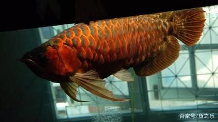 龍魚不吃東西一直在水底游動正常嗎：龍魚不吃東西一直在水底游動并不正常是由于多種原因造成的