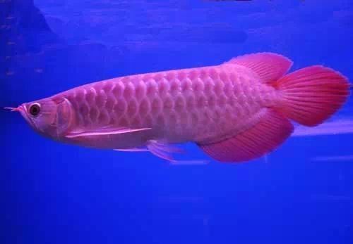 銀龍魚如何喂養(yǎng)小魚苗