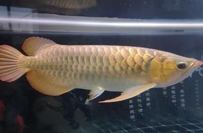 龍魚突然不來回游動（龍魚突然不游動可能由多種因素引起，解決方法及其相應的解決方法）