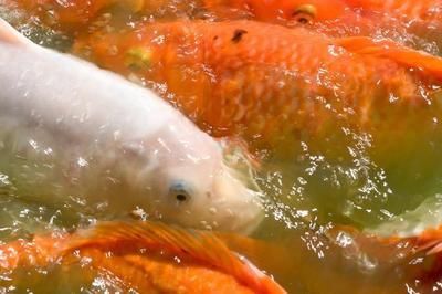 龍魚只吃活食不吃飼料怎么辦：龍魚只吃活食不吃飼料時(shí)，可以采取以下幾種方法來解決問題