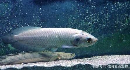 龍魚只吃活食不吃飼料怎么辦：龍魚只吃活食不吃飼料時，可以采取以下幾種方法來解決問題