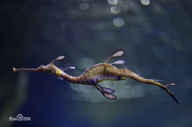 海龍魚是淡水魚嗎