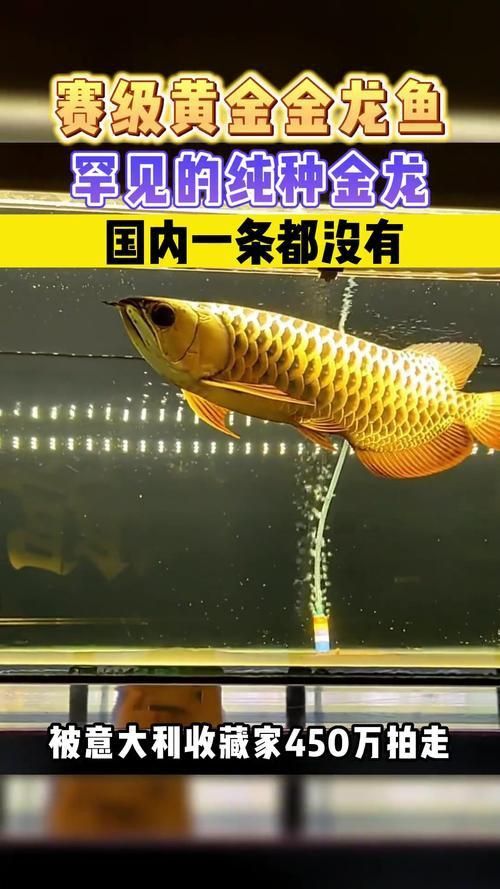 賽級龍魚圖片大全2023 賽級龍魚圖片大全2023 龍魚百科 第19張