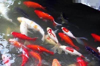 大正錦鯉魚的繁殖技巧，關于大正錦鯉魚繁殖的基本技巧 大正錦鯉魚的繁殖技巧，關于大正錦鯉魚繁殖的基本技巧 龍魚百科 第3張