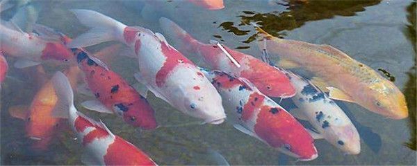 大正錦鯉魚的繁殖技巧，關于大正錦鯉魚繁殖的基本技巧 大正錦鯉魚的繁殖技巧，關于大正錦鯉魚繁殖的基本技巧 龍魚百科 第4張