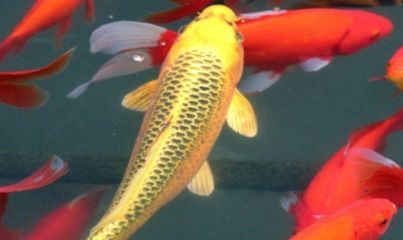 大正錦鯉魚的繁殖技巧，關于大正錦鯉魚繁殖的基本技巧 大正錦鯉魚的繁殖技巧，關于大正錦鯉魚繁殖的基本技巧 龍魚百科 第5張