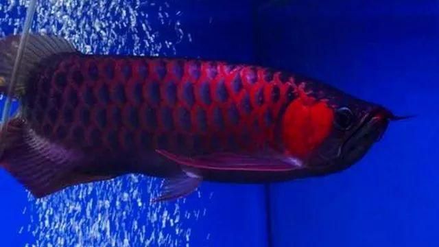 超級紅龍魚：超級紅龍魚的飼養與選購 超級紅龍魚：超級紅龍魚的飼養與選購 龍魚百科 第5張