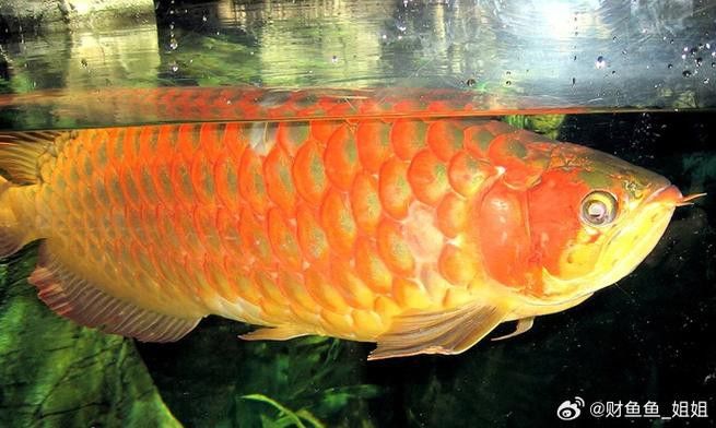 淡水龍魚圖片欣賞 淡水龍魚圖片欣賞 龍魚百科 第14張