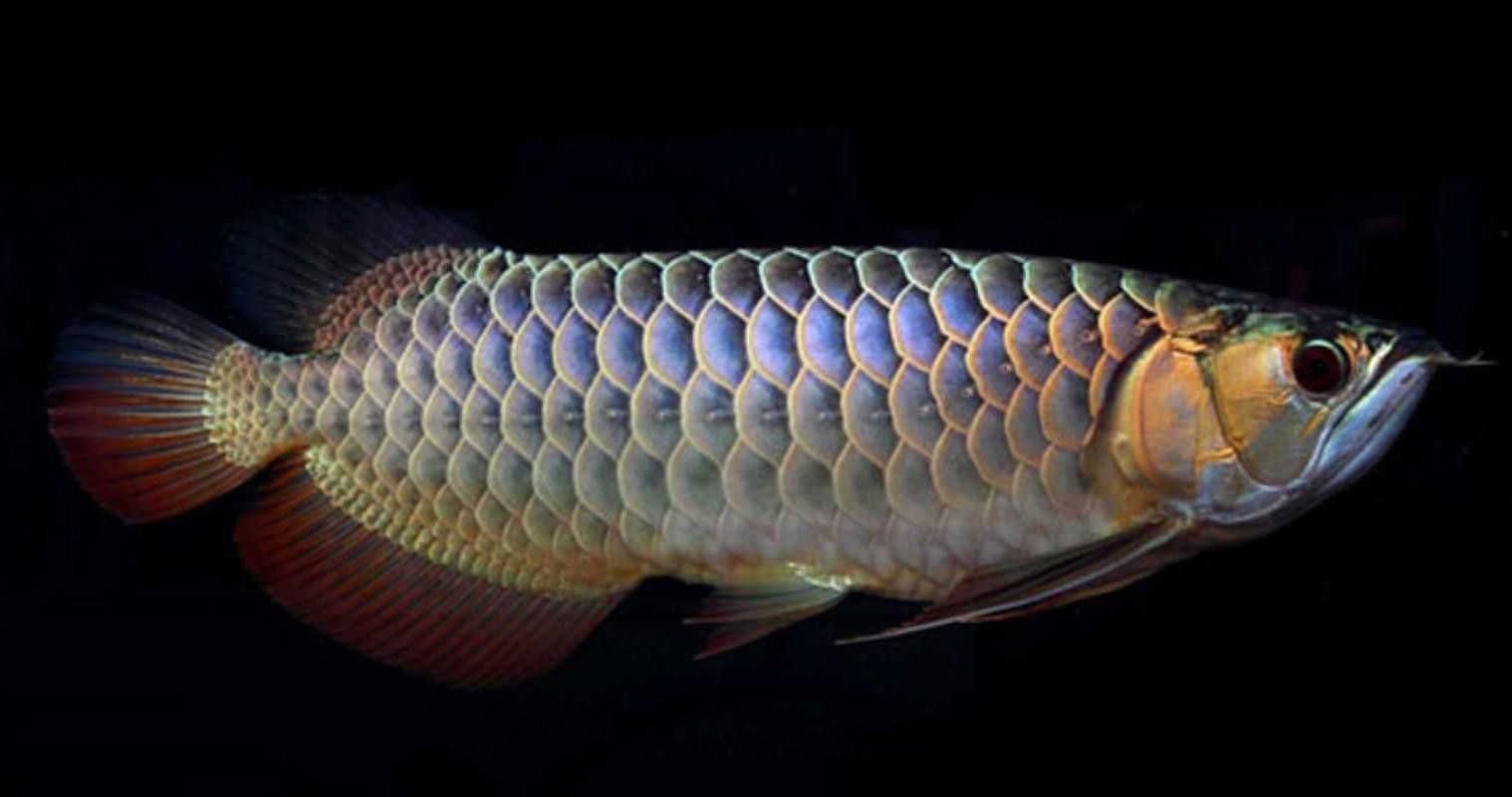 淡水龍魚圖片欣賞 淡水龍魚圖片欣賞 龍魚百科 第11張