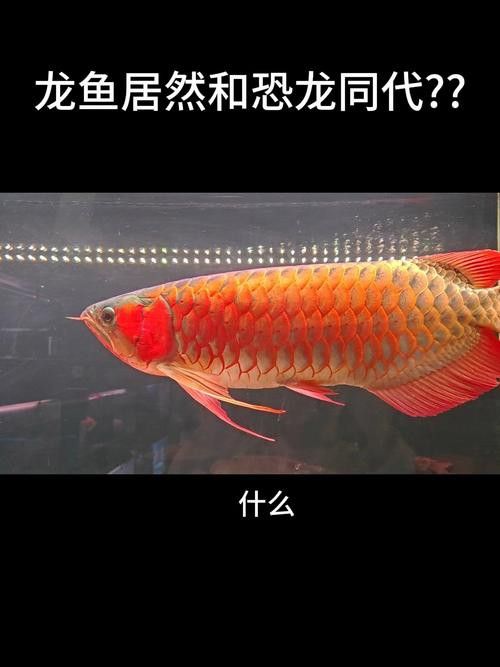 淡水龍魚圖片欣賞 淡水龍魚圖片欣賞 龍魚百科 第27張