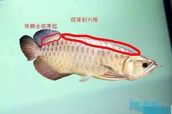 淡水龍魚圖片欣賞 淡水龍魚圖片欣賞 龍魚百科 第35張