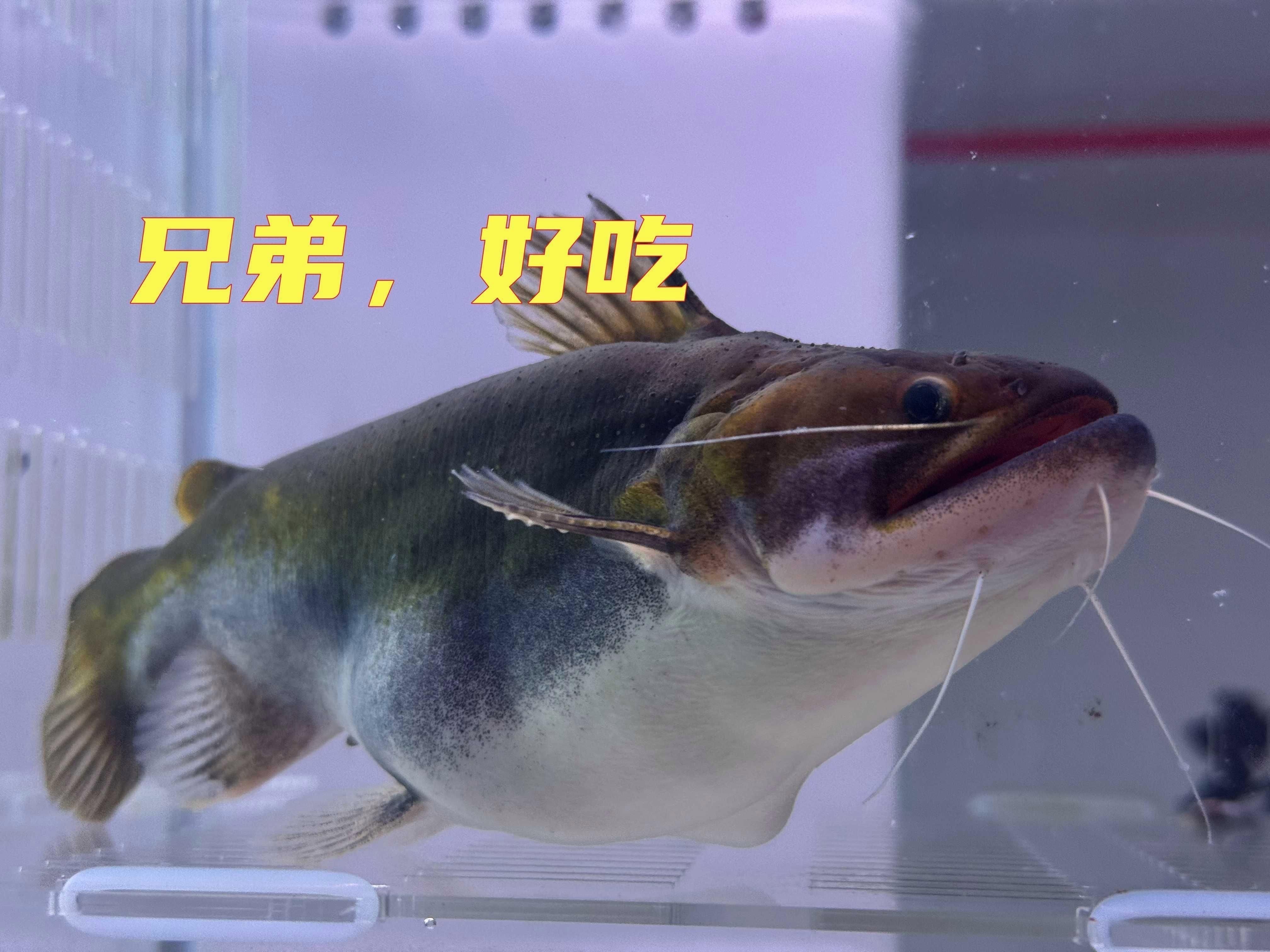 麻花闊嘴鯨能混養(yǎng)嗎