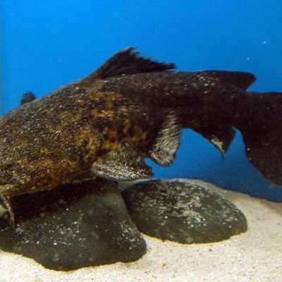 麻花闊嘴鯨能混養(yǎng)嗎