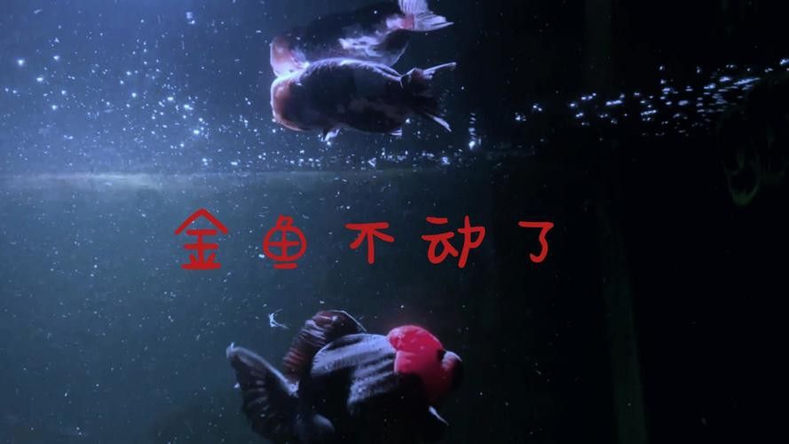 金龍魚總是張嘴呼吸 金龍魚總是張嘴呼吸 龍魚百科 第4張