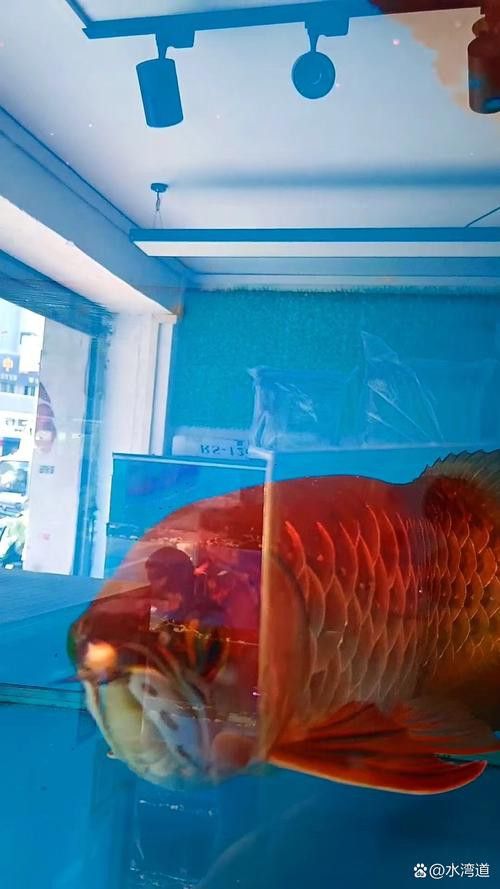 金龍魚總是張嘴呼吸 金龍魚總是張嘴呼吸 龍魚百科 第2張