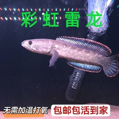 雷龍魚遺傳改良技術：雷龍魚的遺傳改良技術在現代漁業中扮演著至關重要的角色