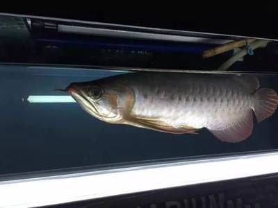 養(yǎng)龍魚(yú)用白缸還是黑缸：養(yǎng)龍魚(yú)使用白缸還是黑缸