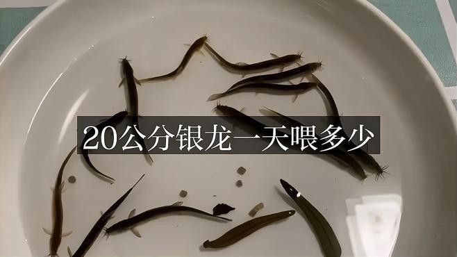 銀龍魚吃多少合適