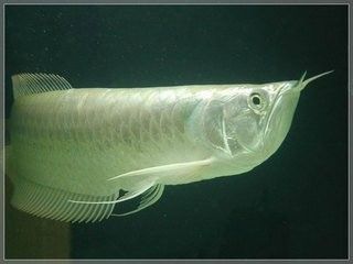 銀龍魚吃多少合適