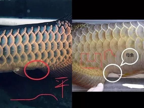 銀龍魚如何區(qū)分公母圖解