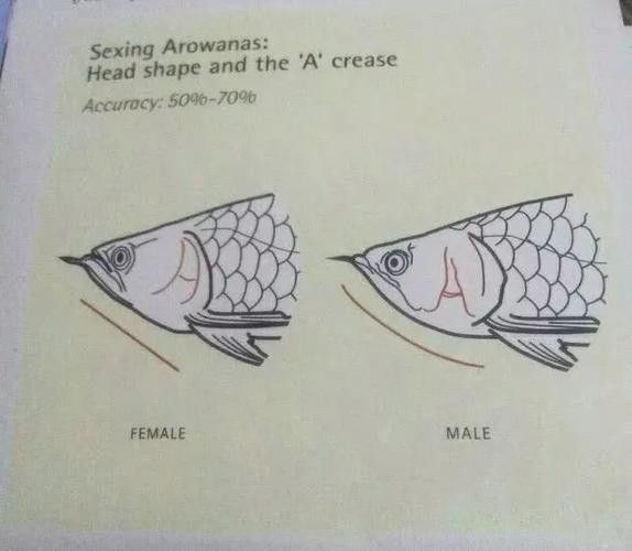 銀龍魚如何區(qū)分公母圖解