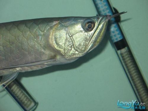 銀龍魚如何區(qū)分公母圖解