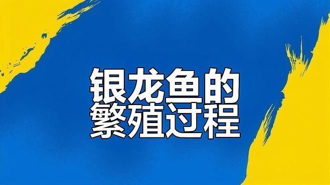 銀龍魚如何區(qū)分公母圖解