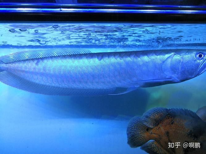 銀龍魚如何區(qū)分公母圖解