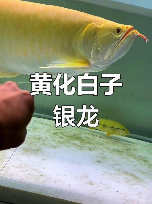 銀龍魚如何區(qū)分公母圖解
