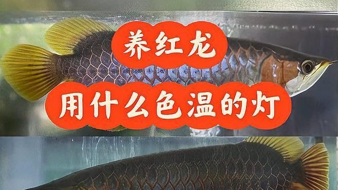 龍魚適合什么燈光養殖技術