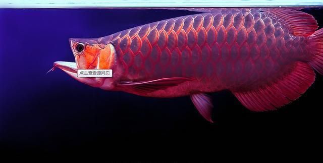 紅龍魚挑選標(biāo)準(zhǔn)（如何挑選紅龍魚） 紅龍魚挑選標(biāo)準(zhǔn)（如何挑選紅龍魚） 龍魚百科 第3張