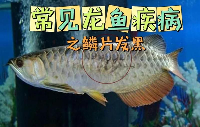 龍魚鱗片發黑需要隔離嗎？