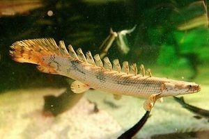 紅眼恐龍魚簡介（關于紅眼恐龍魚的一些基本信息）