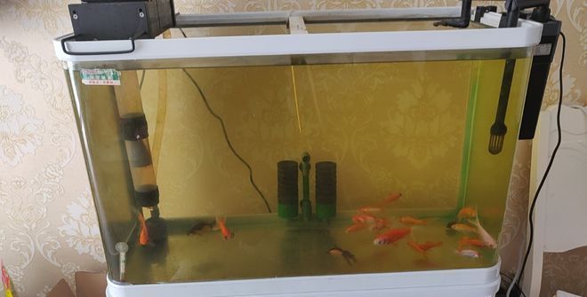 雷龍魚魚缸怎么造景（雷龍魚造景水草選擇指南） 雷龍魚魚缸怎么造景（雷龍魚造景水草選擇指南） 龍魚百科