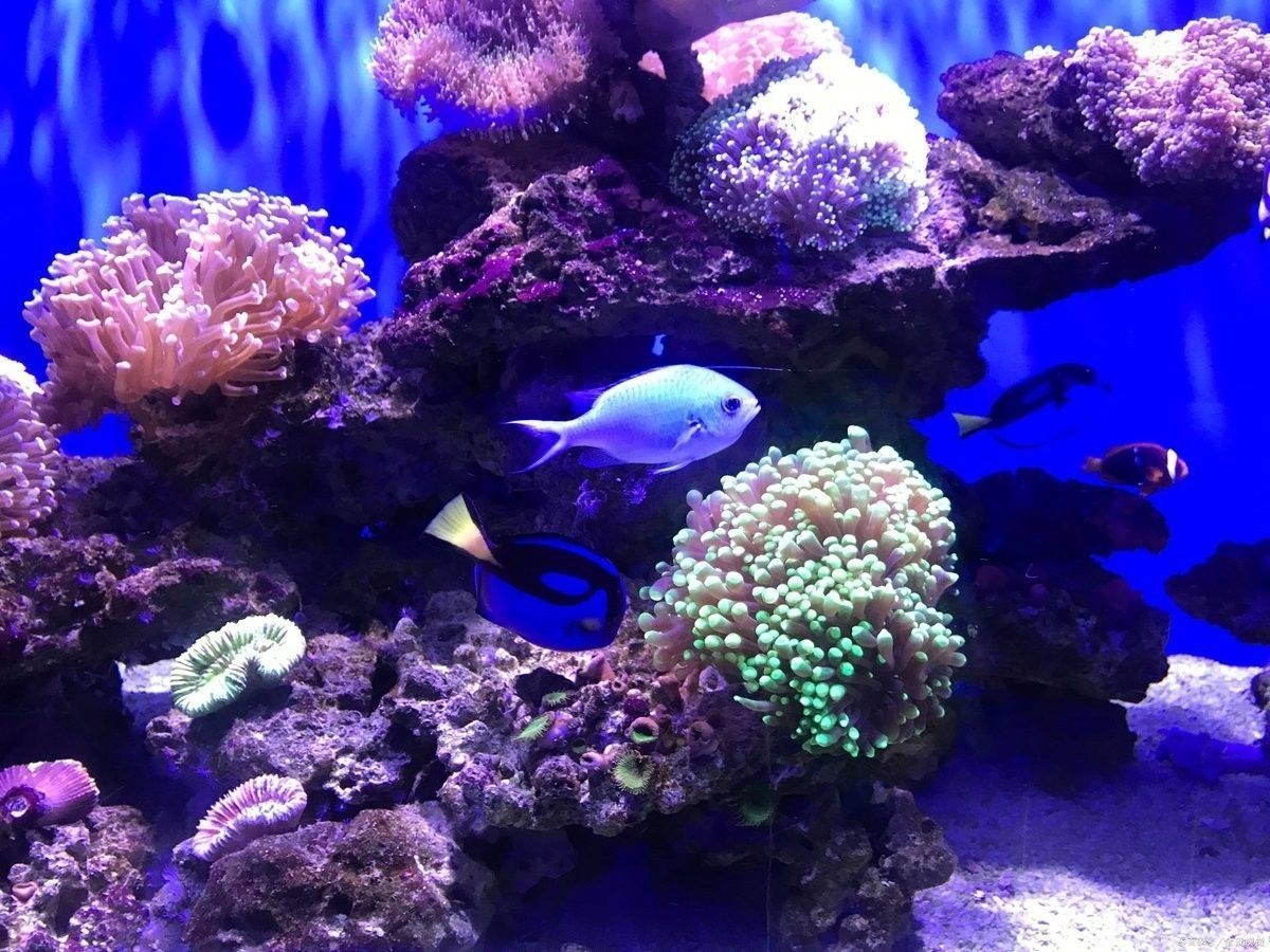 龍魚缸改海缸