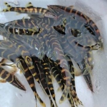 龍鰍魚的價格是多少 龍鰍魚的價格是多少 龍魚百科 第3張
