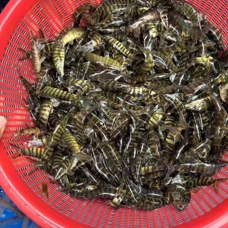 龍鰍魚的價格是多少 龍鰍魚的價格是多少 龍魚百科 第6張
